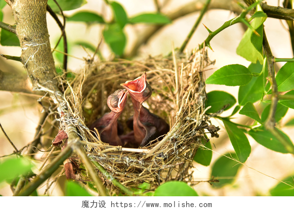 挂在树杈上的两只雏鸟小婴儿